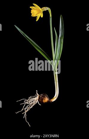 Wilde Narzissen, Narzissen mit Zwiebeln und Blüten auf Schwarz Stockfoto