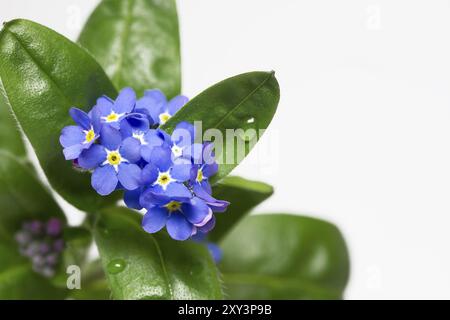 Vergisst mich nicht, Nahaufnahme, abgeschnitten Stockfoto