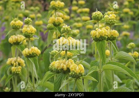 Russel-Brandkraut, Phlomis russeliana, Jerusalem Salbei, Phlomis russeliana eine violette Wildblume Stockfoto