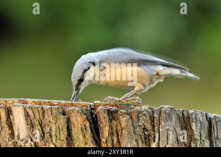 Nuthatch, Sitta Europa, Nuthatch, Europa, Mitteleuropa Stockfoto