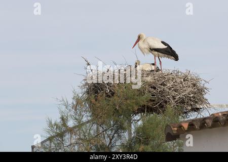 Weißstorch (Ciconia ciconia) im Nest in der Camargue, Frankreich, Europa Stockfoto