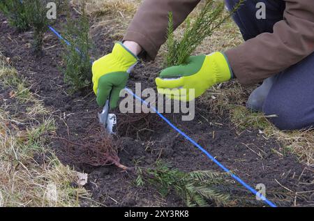 Hecke, die Eibe pflanzt, eine Taxushecke pflanzt 03 Stockfoto