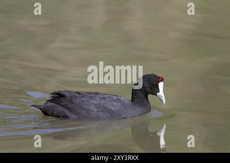 Kammblaesshuhn, Fulica cristata, Haubenkot Stockfoto