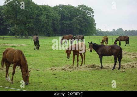 Mehrere Pferde weiden ruhig auf einer grünen Weide, umgeben von Bäumen, Aalten, Gelderland, Niederlande Stockfoto