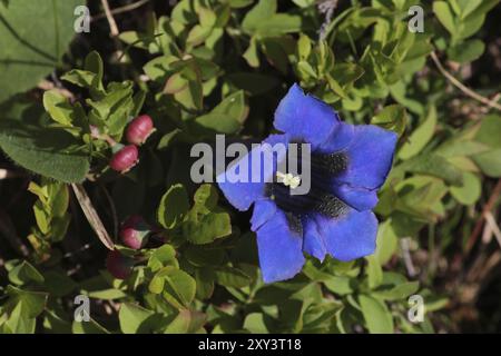 Blauer Enzian, Wildblumen der Schweizer Alpen Stockfoto