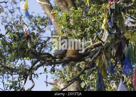 Ein Affe in einem Baum mit Gebetsfahnen im Swayambunath Tempel in Kathmandu, Nepal, Asien Stockfoto