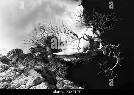 Dead Scots Pine, Pinus sylvestris (englisch: Scots Pine), Gotland, Schweden, September 2013, Europa Stockfoto