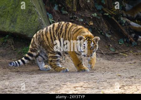 Junger sibirischer Tiger (Anthera tigris altaica) Stockfoto