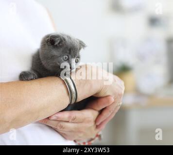 Kleine graue lustige Katze in jungen Frau Hände sitzen Stockfoto