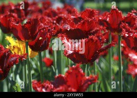 Nahaufnahme des schönen Tulpen Stockfoto