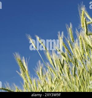 Weizenfeld im Frühjahr (Triticum) Stockfoto