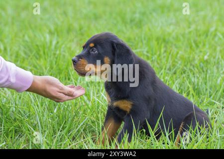 Junge rottweiler Hund im Gras bekommt Essen auf der Hand Stockfoto