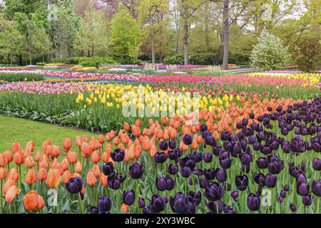 Tulpe Blume Glühlampe Bereich im Garten, Frühling in Amsterdam, Niederlande Stockfoto