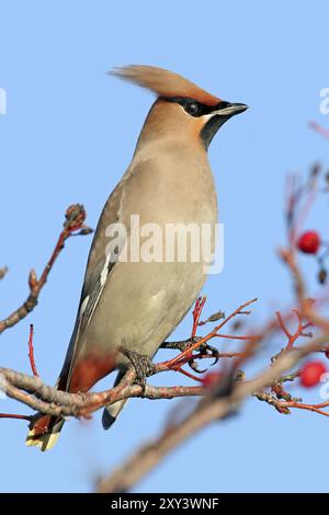 Böhmische Wachsflügel (Bombycilla garrulus), ja, Landkreis Bad Duerkheim, Rheinland-Pfalz, Bundesrepublik Deutschland Stockfoto