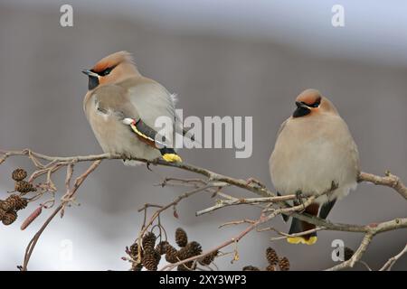 Böhmische Wachsflügel (Bombycilla garrulus), ja, Landkreis Bad Duerkheim, Rheinland-Pfalz, Bundesrepublik Deutschland Stockfoto