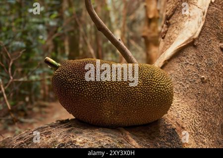 Die jackfrucht (artocarpus Heterophyllus), ist die Nationalfrucht von Bangladesch und Sri Lanka, auch als jack Baum bekannt. Ist die größte Frucht aller Baum Stockfoto