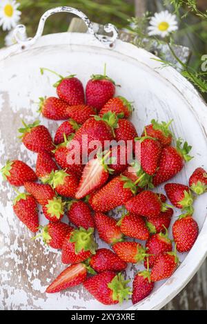 Erdbeeren frisch aus dem Garten, die auf einem alten Holztablett liegen. Frische, kräftige Farben. Erdbeeren frisch aus dem Garten, liegen in einem Sieb. Fres Stockfoto