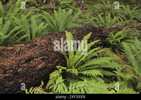 Typische Flora in Neuseeland. Farne und Baumstamm Stockfoto