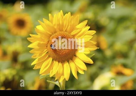 Sonnenblume mit bescheidener Biene an einem warmen Sommertag, warmes Licht, vor einem verschwommenen Hintergrund geschnitten, Sonnenblume mit bescheidener Biene an einem warmen Sommertag Stockfoto