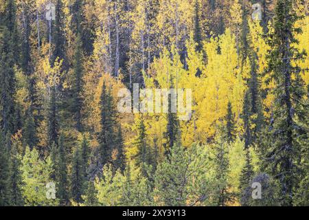 Herbstwald, Naturschutzgebiet Dundret, Gaellivare, Norrbotten, Lappland, Schweden, September 2017, Europa Stockfoto