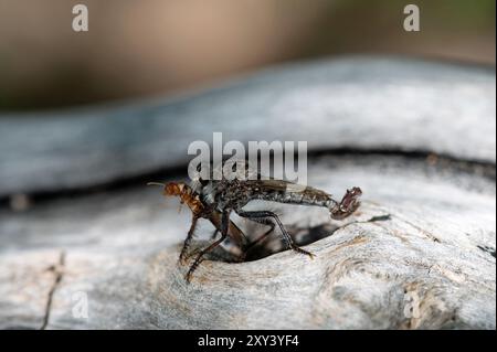 Räuber mit Beute Fliegen Stockfoto