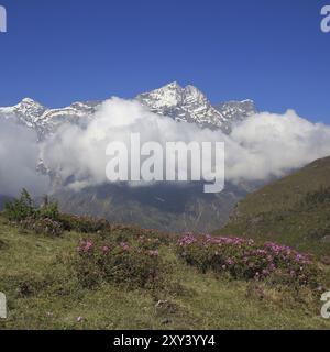 Frühlingstag im Everest-Nationalpark, Nepal. Rosafarbene Wildblumen und schneebedeckte Berge Stockfoto