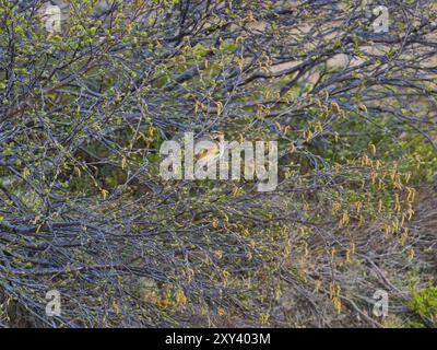 Rotflügel (Turdus iliacus), hoch oben in Haarigen Birken (Betulus pubescens) Buschgesang, May, Varanger National Park, Varanger Fjord, Norwegen, Europa Stockfoto