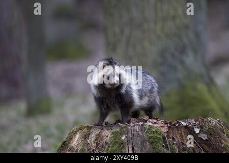 Marderhund, Nyctereutes procyonoides, Marderhund Stockfoto