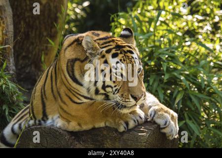 Sibirischer Tiger (Anthera tigris altaica) Stockfoto