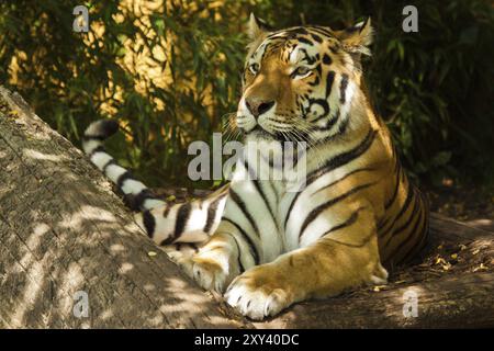 Sibirischer Tiger (Anthera tigris altaica) Stockfoto