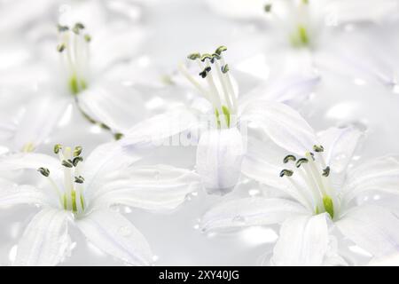 Scilla blüht im Wasser, Nahaufnahme Stockfoto