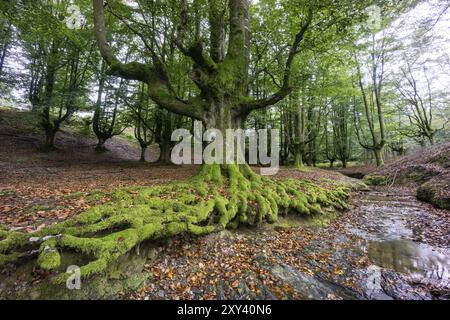 Hayedo de Otzarreta, fagus Sylvatica, parque Natural Gorbeia, Alava-Vizcaya, Euzkadi, Spanien, Europa Stockfoto