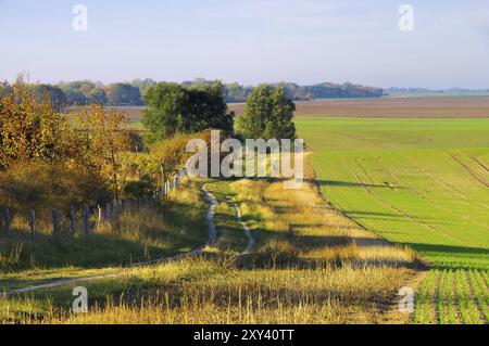 Landschaft am Kap Arkona, Rügeninsel in Deutschland, Landstraße am Kap Arkona, Rügeninsel in Deutschland Stockfoto