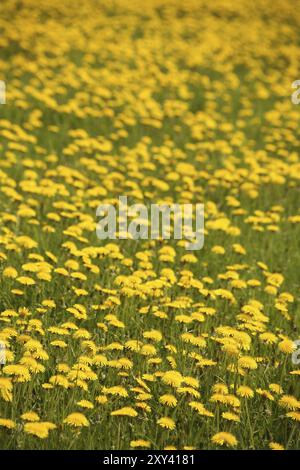 Taraxacum officinale agg. en gros Stockfoto