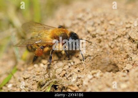 Sandbiene (Andrena), Bergbaubiene Bodenbiene (Andrena) Stockfoto