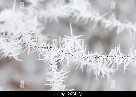 Eiskristalle nach einer Nacht mit starkem Raureif Stockfoto