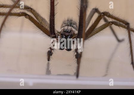 Makrofoto einer Eratigena atrica, auch bekannt als Riesenhausspinne Stockfoto