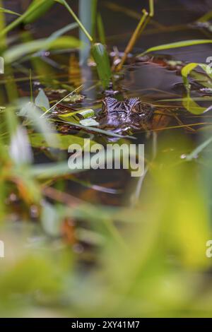 Nördlicher Kaiman (Caiman crocodilus), Jungtiere im Wasser, Tortuguero Nationalpark, Costa Rica, Mittelamerika Stockfoto