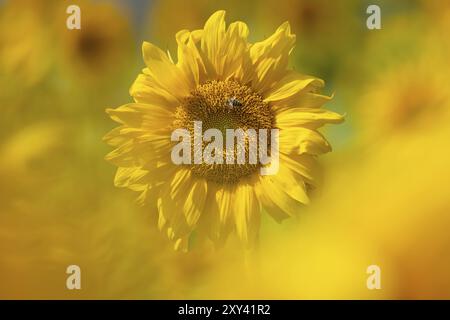 Die Sonne scheint vom Himmel auf eine Sonnenblume, wo einige Bienen den Blütennektar sammeln, Frankfurt am Main, Hessen, Deutschland, Europa Stockfoto