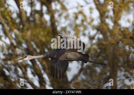 Wunderschöner Sandhügelkran (Grus canadensis) im Flug an einem regnerischen Tag. Spezies des Großkrans Nordamerikas Stockfoto