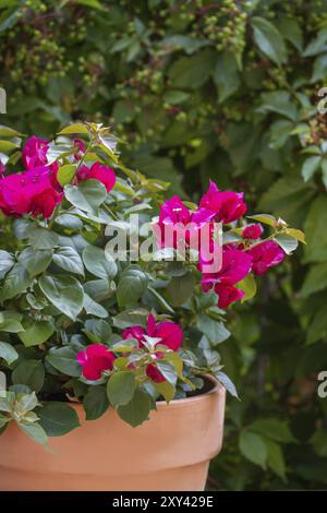 Bougainvillea, Nahaufnahme, im Garten Stockfoto