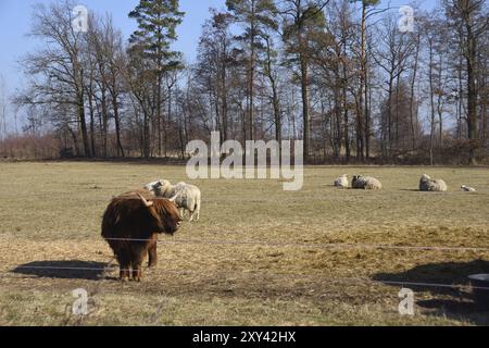 Eine Herde mit Kuh, Pferd und Schafen auf einem Bauernhof im Frühjahr. Kühe und Schafe auf einer Weide im Frühjahr Stockfoto