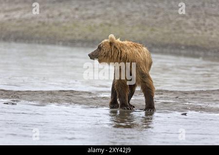 Grizzlybär am Ufer des Douglas River im Katmai National Park in Alaska Stockfoto