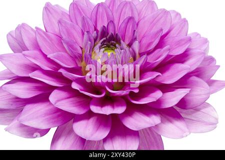 Dahlia in Blüte mit großer Schärfentiefe Stockfoto