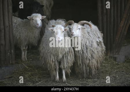 Skudden, diese Schafrasse steht auf der Roten Liste der vom Aussterben bedrohten Nutztiere! Stockfoto