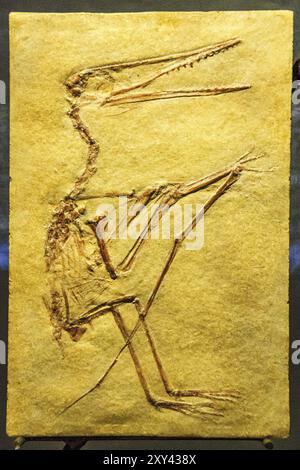 Pterosaurier, 150 MJ, Jurasico, Dinosauria, Dinosauriermuseum, halle der Evolution, Esperaza.departamento del Aude, Languedoc-Roussillon, Pyrenäen Oriental, Stockfoto