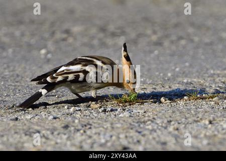 Wiedehopf auf der Suche nach Ameisen, Ein Wiedehopf auf der Suche nach Ameisen Stockfoto