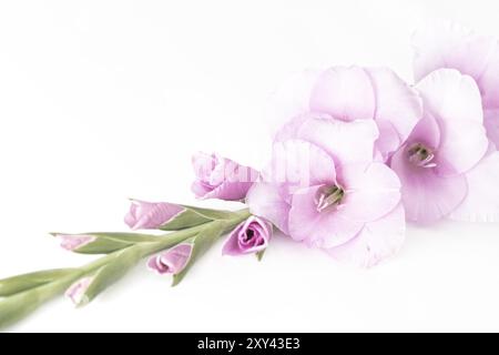 Einschwertlilie (Gladiolus) auf weißem Hintergrund Stockfoto