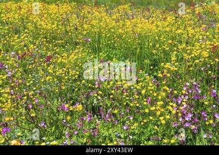 Bunte Blumenwiese in Südtirol, Italien, Europa Stockfoto