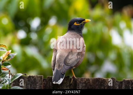 Ein gemeiner Myna-Vogel auf einem Zaun Stockfoto